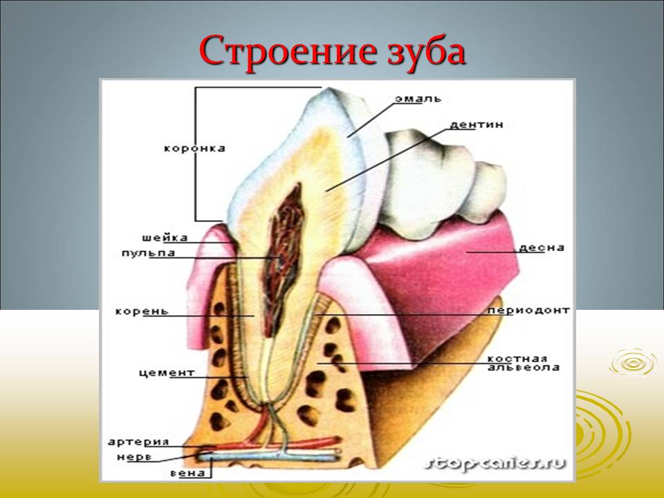 bajsakova_sofiya_06